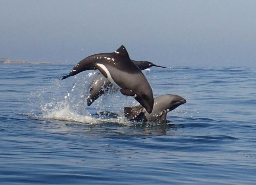 4 Bedroom Property for Sale in Shelley Point Western Cape